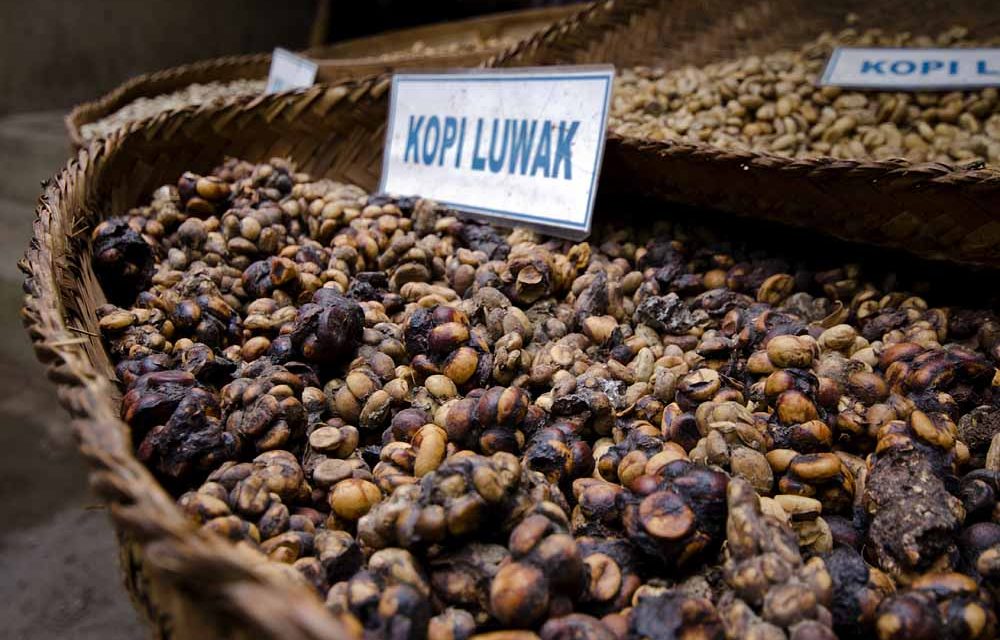Kopi Luwak Indonesia Jadi Primadona Di Pameran Kopi Milan