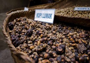 Kopi Luwak Indonesia Jadi Primadona Di Pameran Kopi Milan