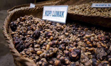 Kopi Luwak Indonesia Jadi Primadona Di Pameran Kopi Milan