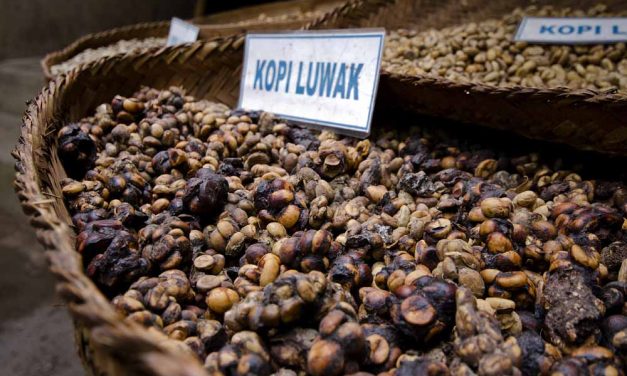Kopi Luwak Indonesia Jadi Primadona Di Pameran Kopi Milan