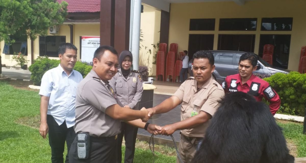 Aksi BKSDA Bengkulu Lepasliarkan Dua Siamang Ke Habitat Asli