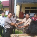 Aksi BKSDA Bengkulu Lepasliarkan Dua Siamang Ke Habitat Asli