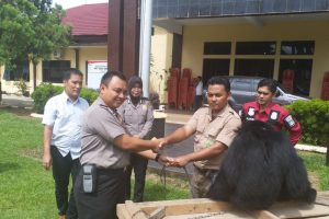 Aksi BKSDA Bengkulu Lepasliarkan Dua Siamang Ke Habitat Asli
