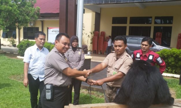 Aksi BKSDA Bengkulu Lepasliarkan Dua Siamang Ke Habitat Asli