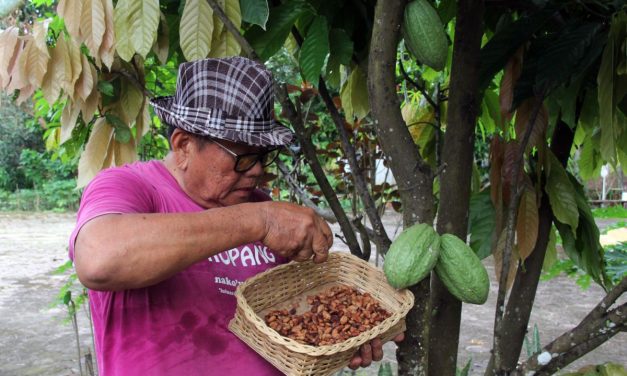 Biji Kakao Berau Naik Daun Imbas Krisis Komoditas Afrika Barat