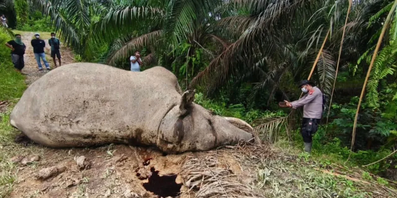 Kematian Dua Gajah Sumatera Warnai Hari Gajah Sedunia