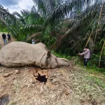 Kematian Dua Gajah Sumatera Warnai Hari Gajah Sedunia