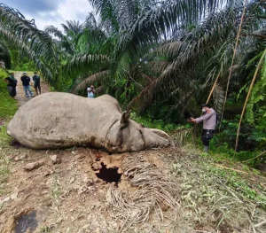 Kematian Dua Gajah Sumatera Warnai Hari Gajah Sedunia