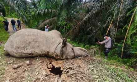 Kematian Dua Gajah Sumatera Warnai Hari Gajah Sedunia