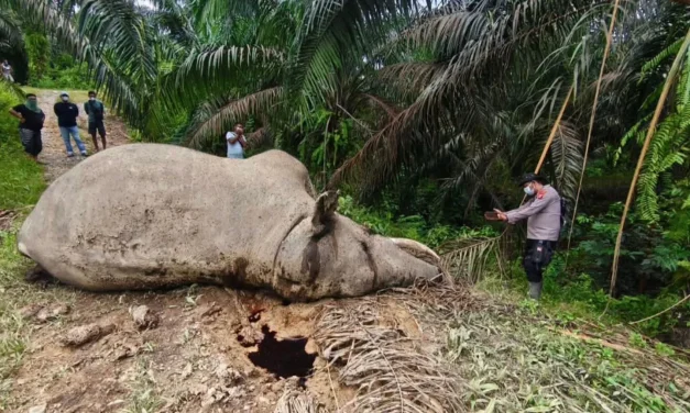 Kematian Dua Gajah Sumatera Warnai Hari Gajah Sedunia